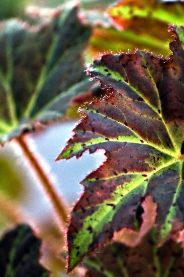 Красные листья комнатного цветка бегонии