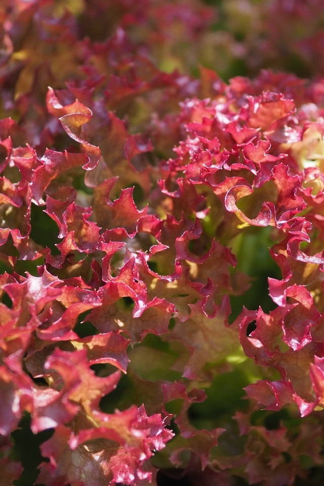 Красные листья салата латук