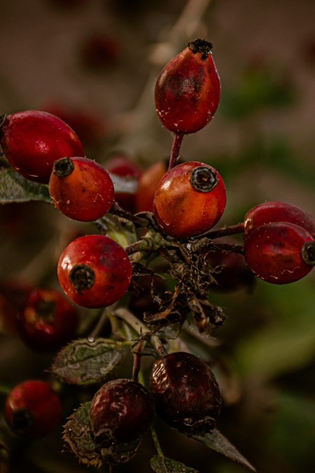 Красные ягоды шиповника на ветке