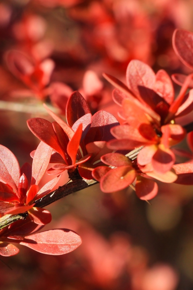 Мелкие красные листья на ветке крупным планом