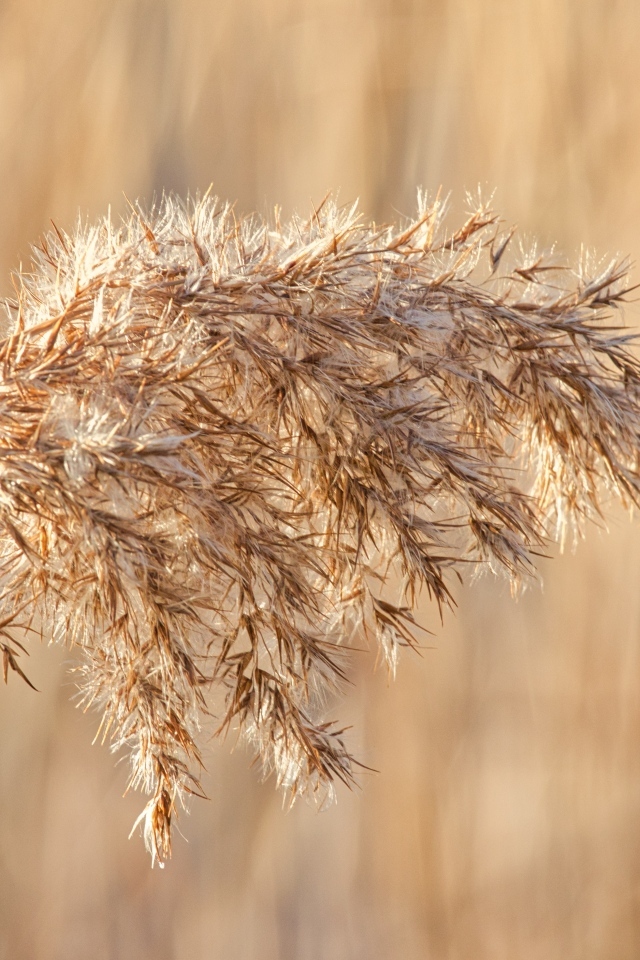 Колос растения в лучах солнца