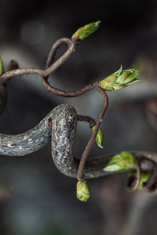 Спиральная ветка дерева с зелеными ростками
