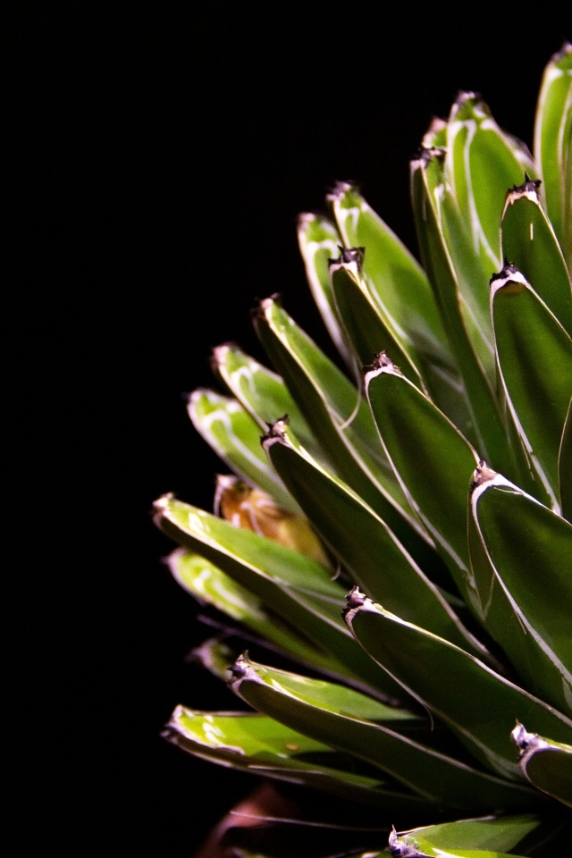 Сочный зеленый кактус на черном фоне