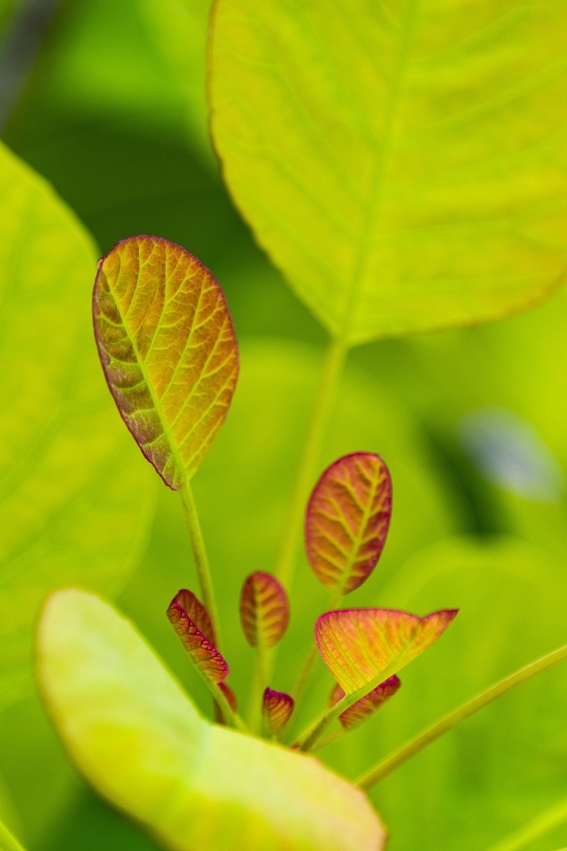 Нежные молодые зеленые листья