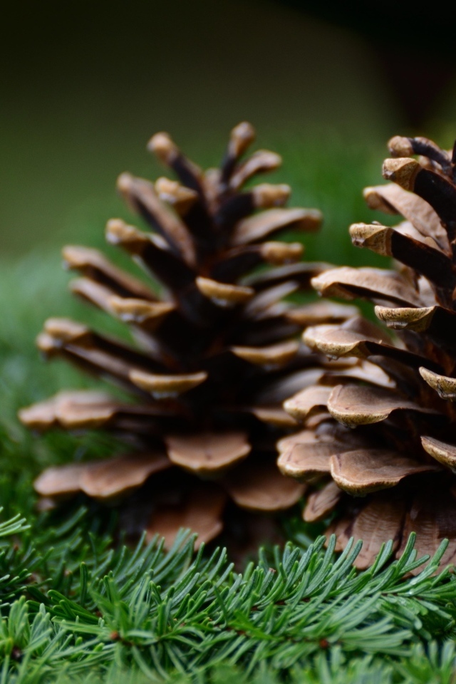 Две большие шишки лежат на еловой ветке