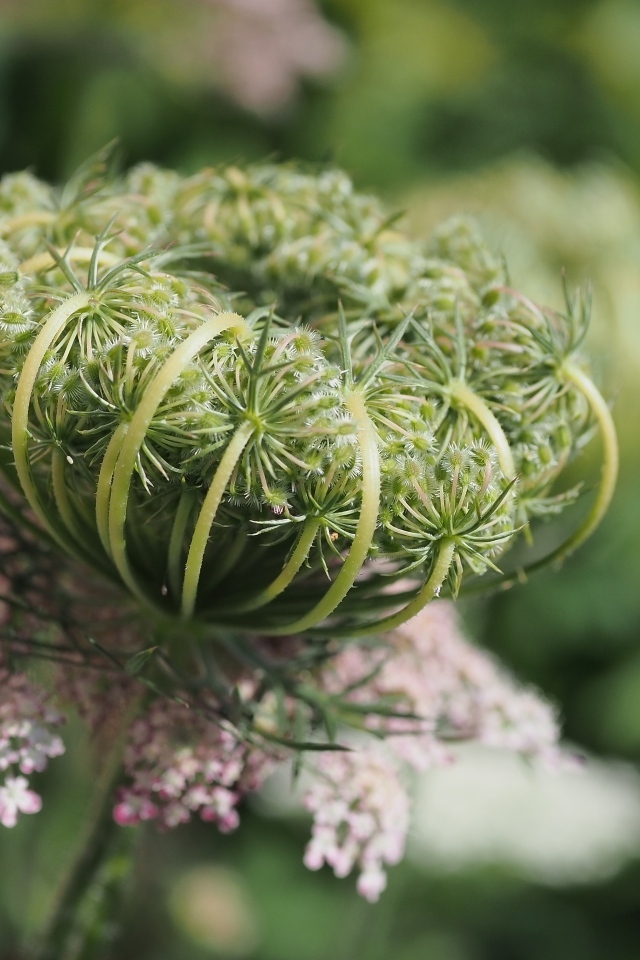 Зонтик полевого растения крупным планом