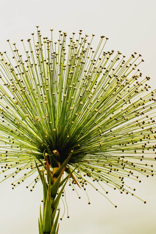 Необычное зеленое растение 