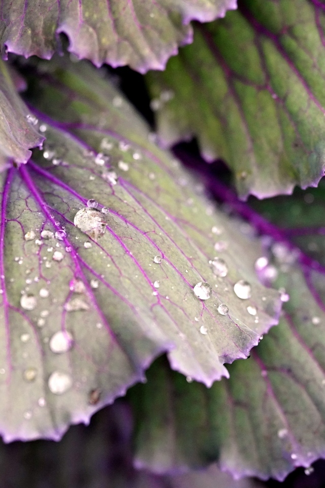 Капли воды на листьях капусты