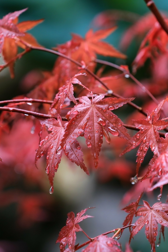 Мокрые красные листья клена