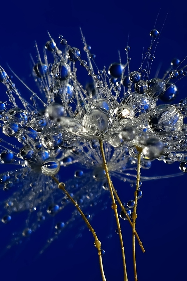 Мокрые остатки одуванчика на синем фоне