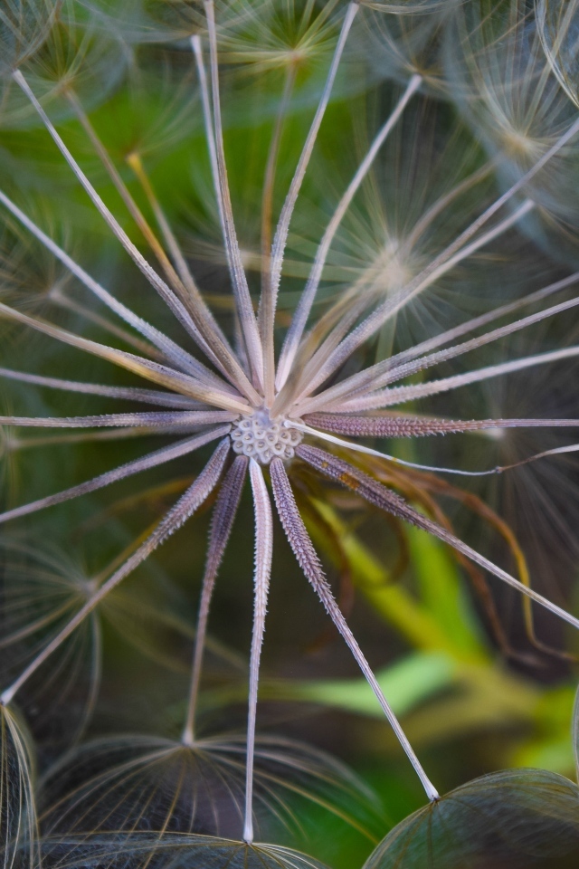 Белый одуванчик с насекомым