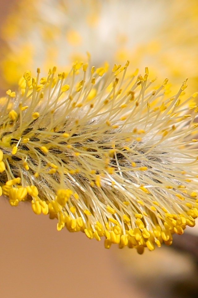 Распускается ива на дереве весной