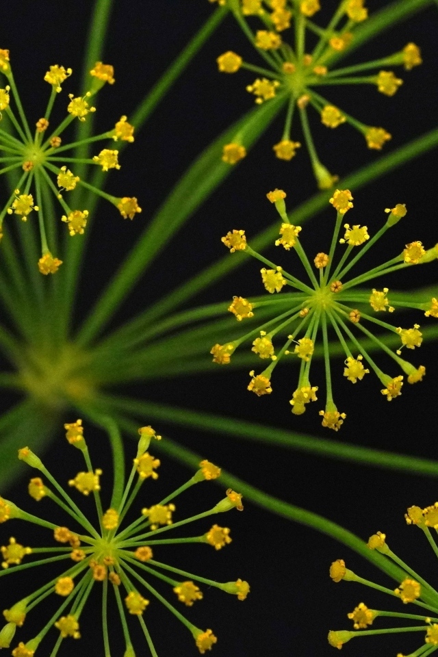 Желтый зонтик укропа крупным планом