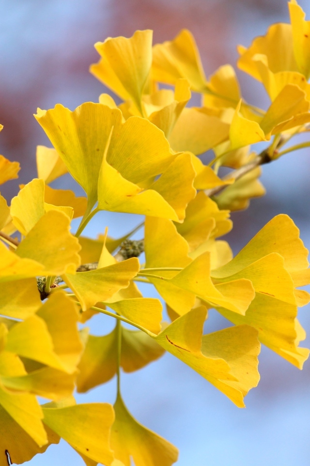 Желтые листья гинкго на ветке