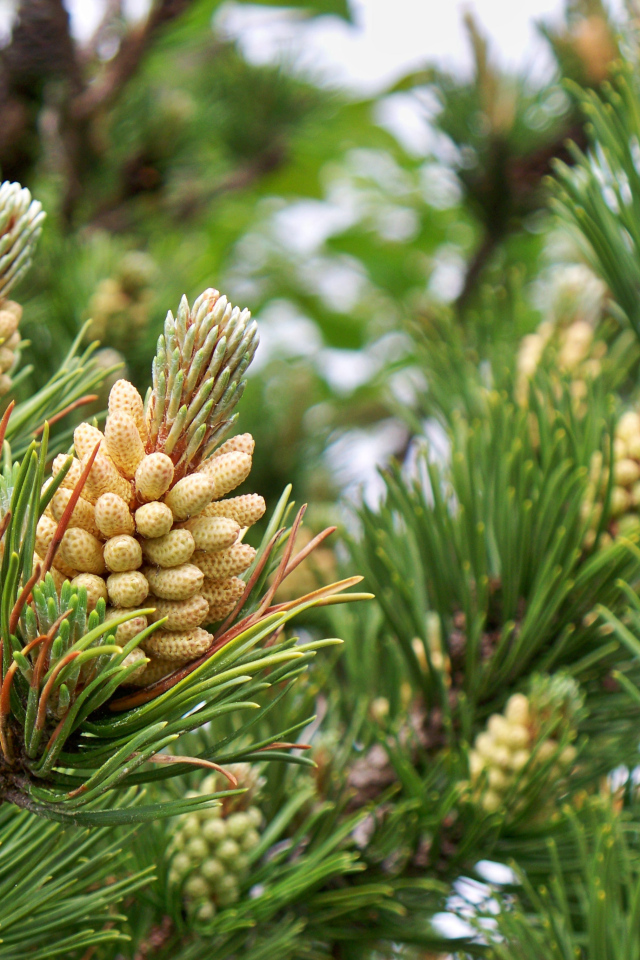 Молодые шишки на ветках сосны