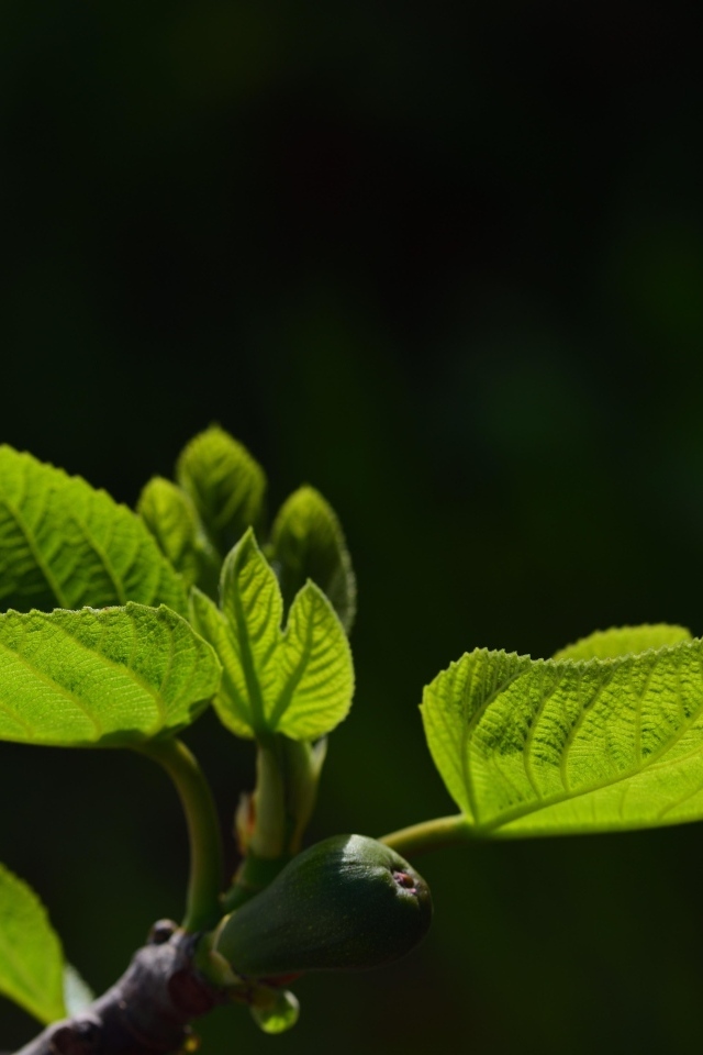 Молодые зеленые листья березы весной