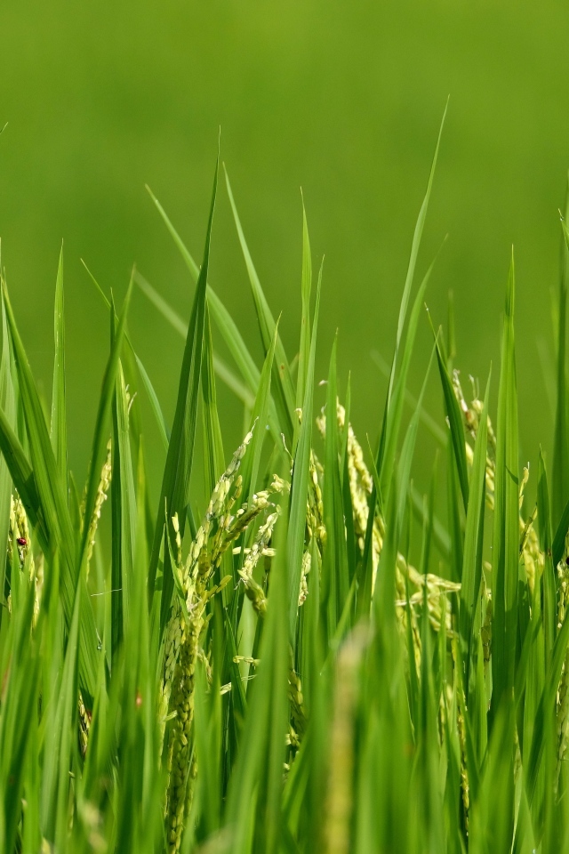 Молодая зеленая трава с колосками