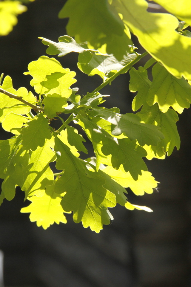 Молодые зеленые листья дуба в лучах солнца