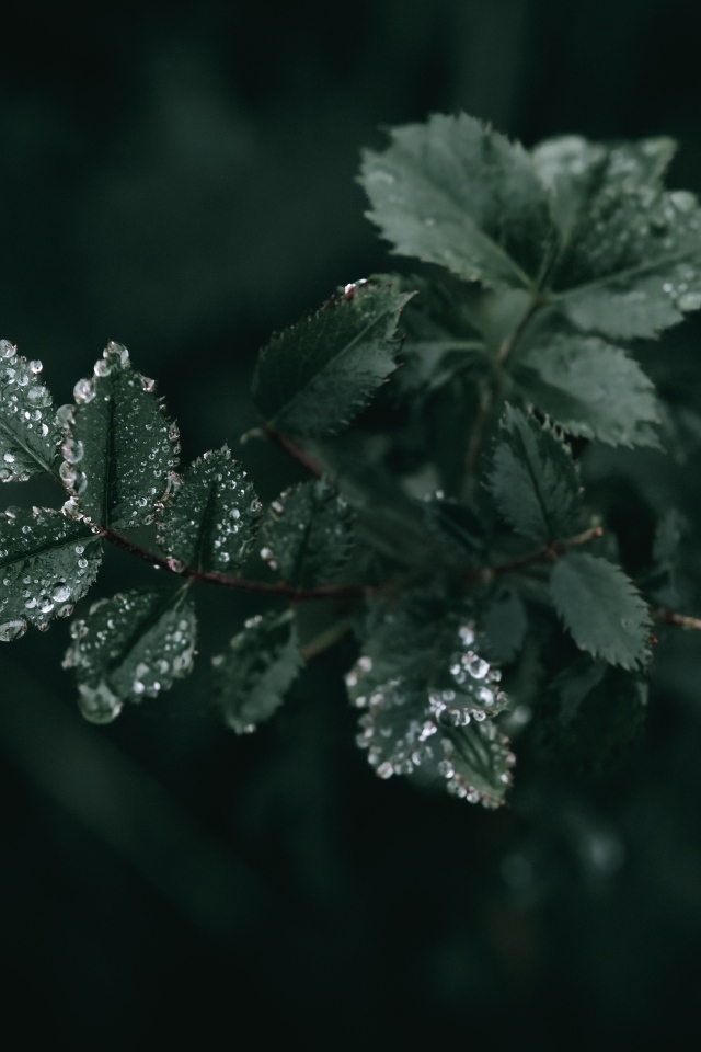 Молодые зеленые листья розы в каплях дождя