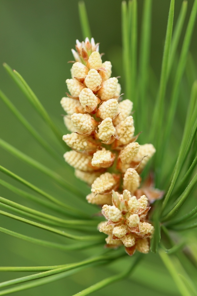 Молодая шишка на зеленой ветке сосны