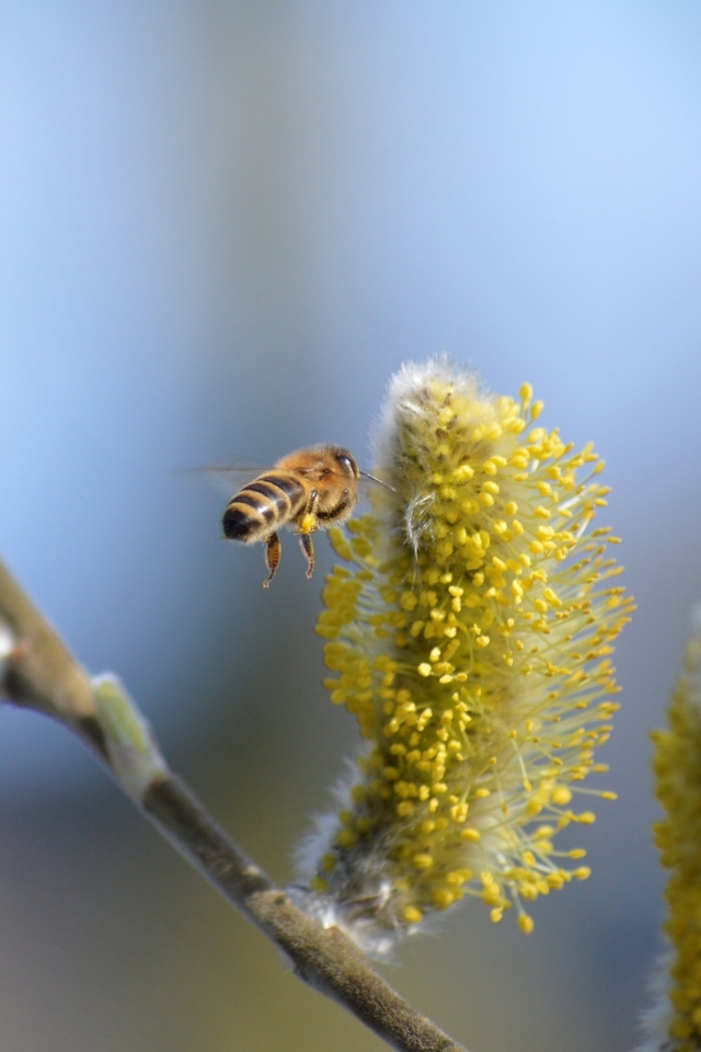 Молодые ветки вербы с пчелой