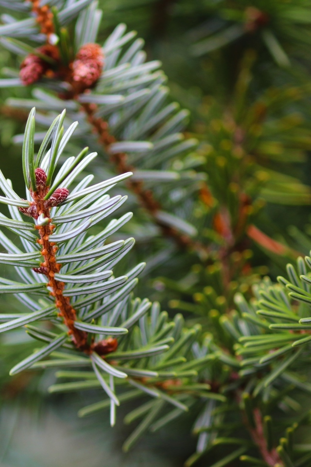 Колючая зеленая еловая ветка