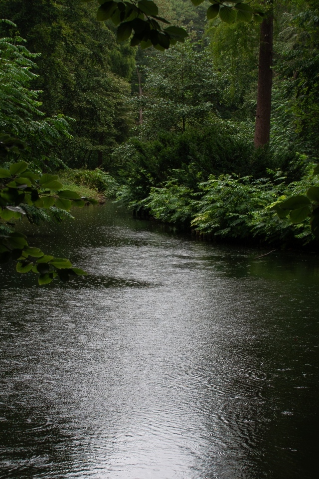 Лесное озеро под дождем летом