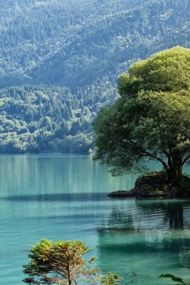 Большое дерево на берегу горного озера