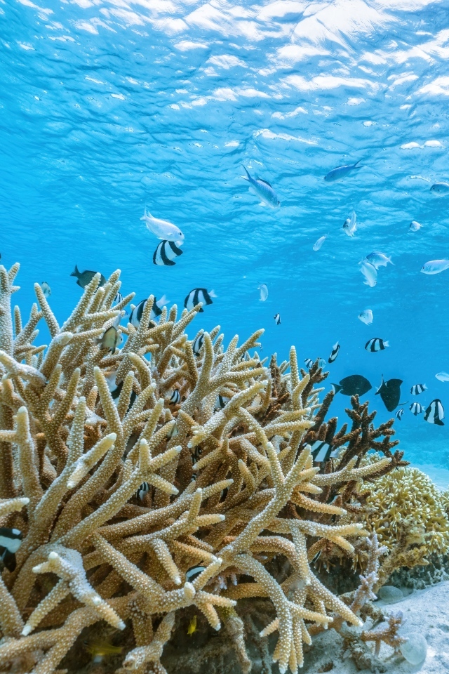 Кораллы под водой в море
