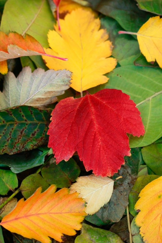 Красивые опавшие листья на земле осенью