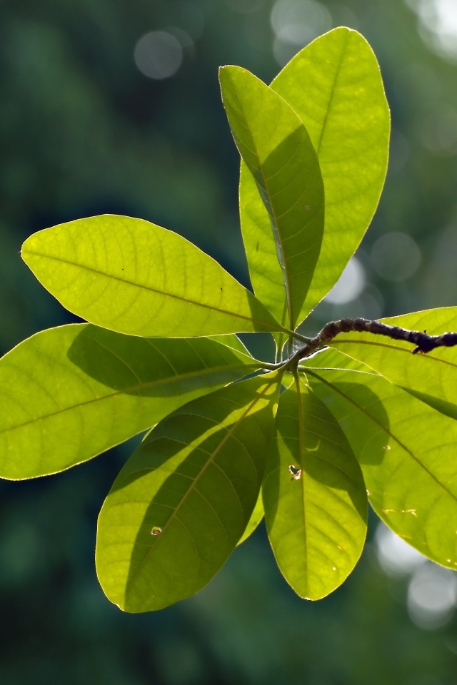 Яркие зеленые листья дерева на ветке в лучах солнца