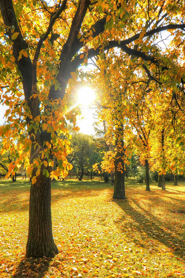 The sun illuminates the trees in the autumn park