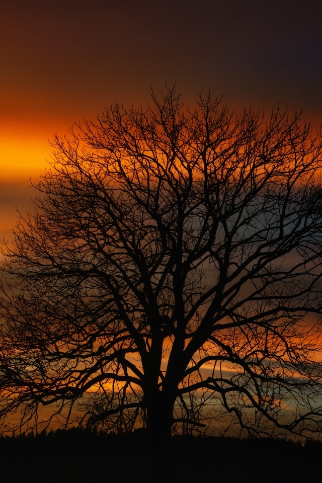 Опавшее дерево стоит на фоне неба на закате