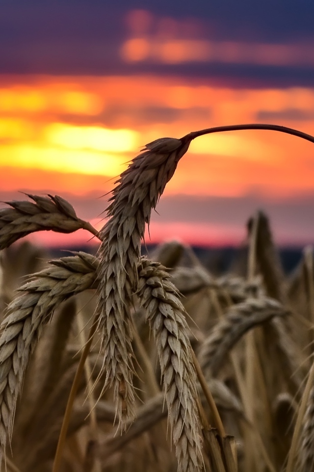 Колосья спелой пшеницы на закате солнца на поле