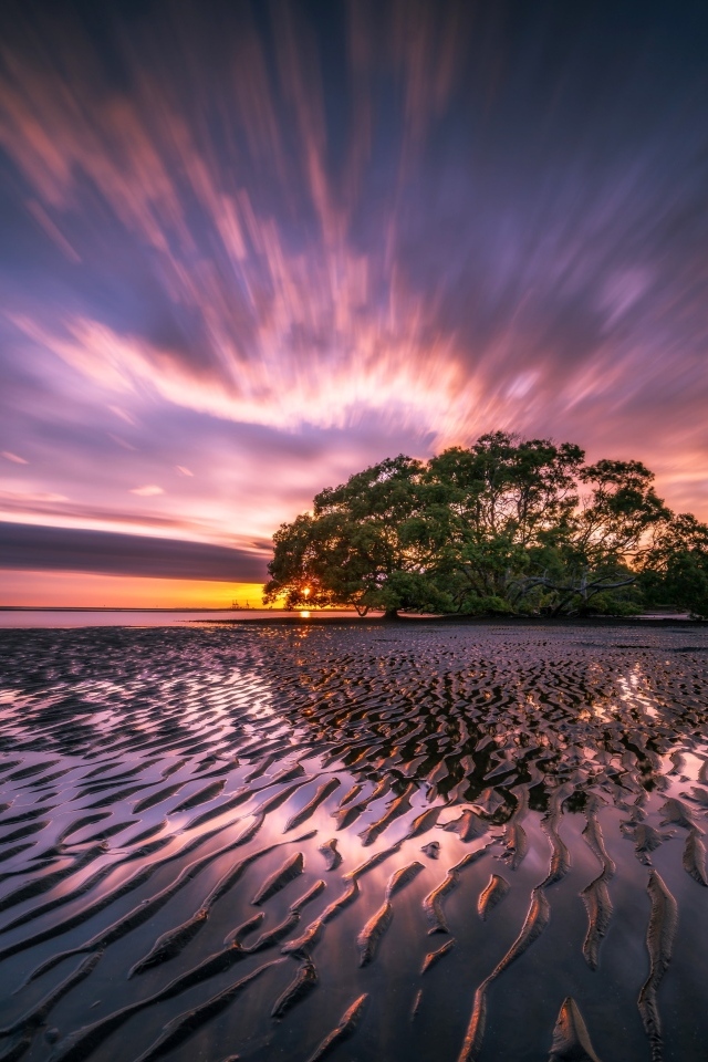 Мокрый песчаный берег и дерево на закате