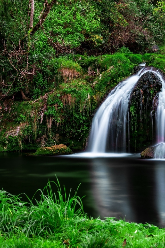 Зеленая растительность у водопада в лесу