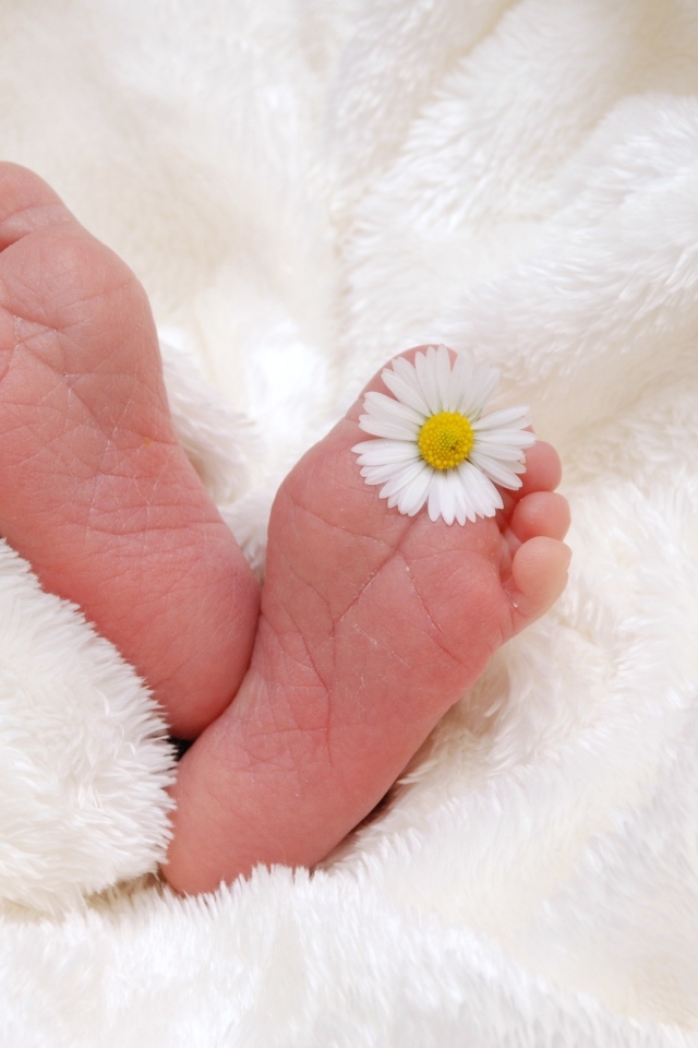 Ноги новорожденного ребенка с цветком ромашки