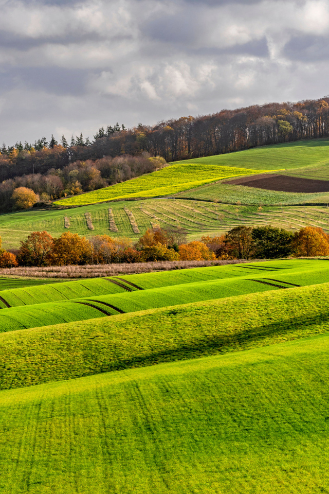 Покрытые зелеными растениями поля в Германии