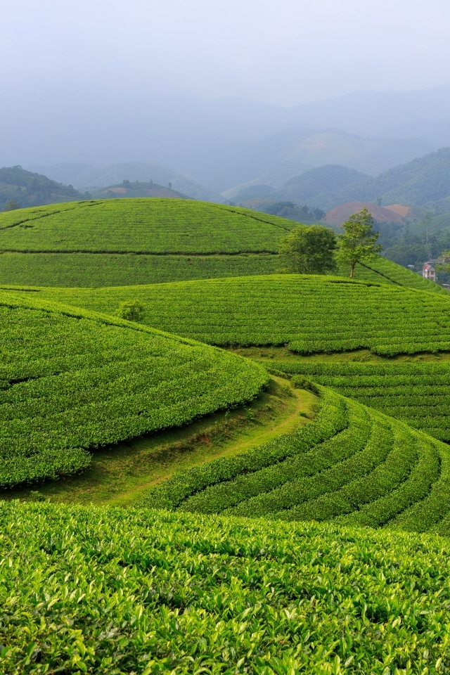 Зеленые чайные плантации, Вьетнам