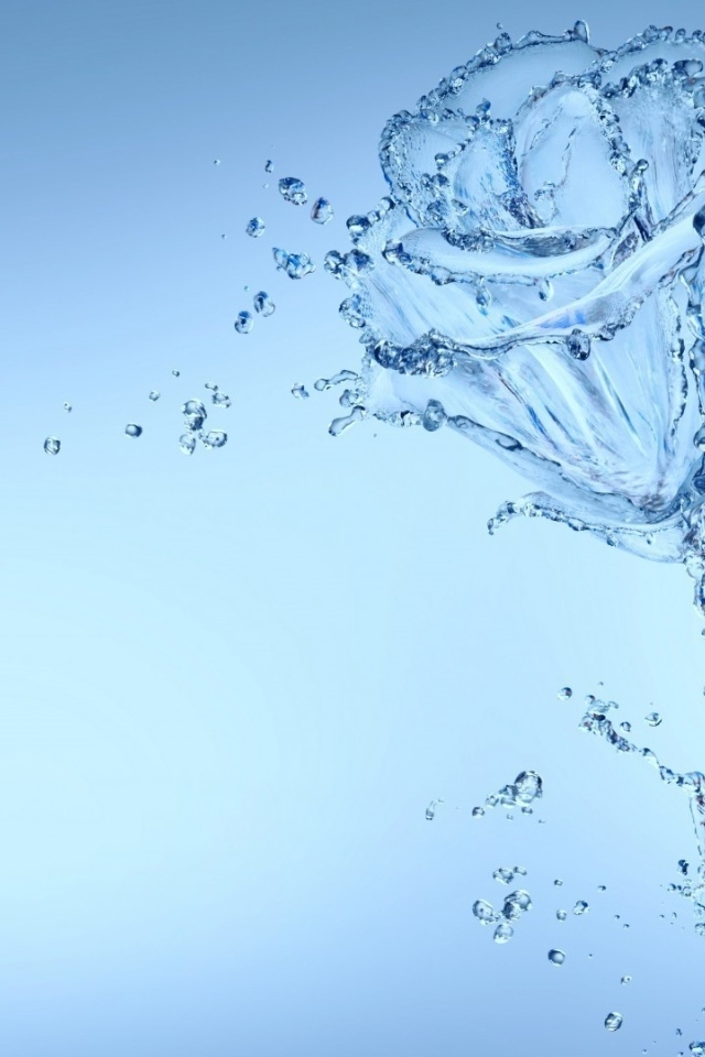 Красивая роза из воду на голубом фоне