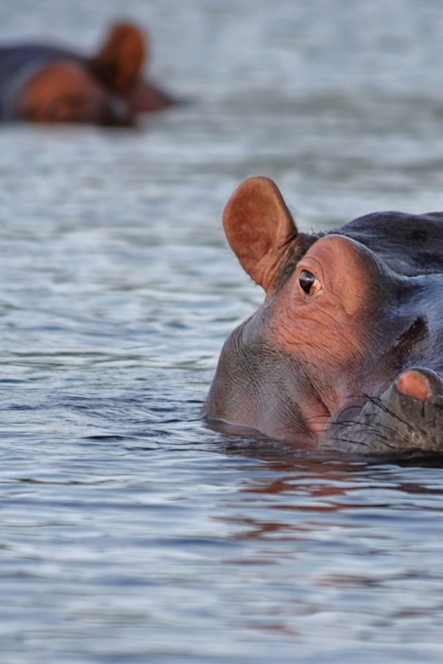 Большой гиппопотам плавает в воде