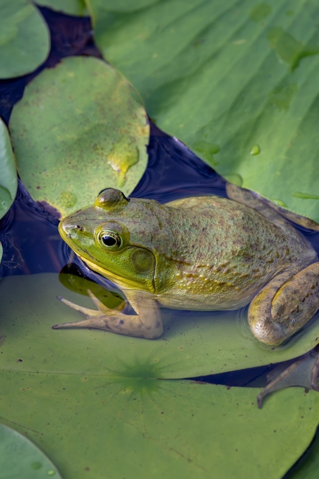 Лягушка с зелеными листьями в воде
