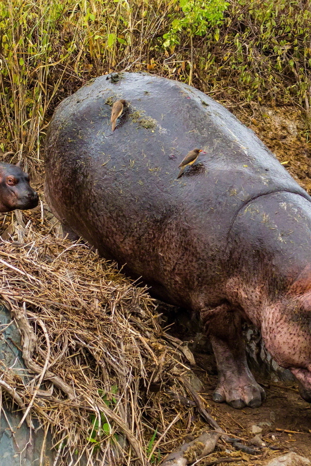 Гиппопотам с детенышем в зоопарке