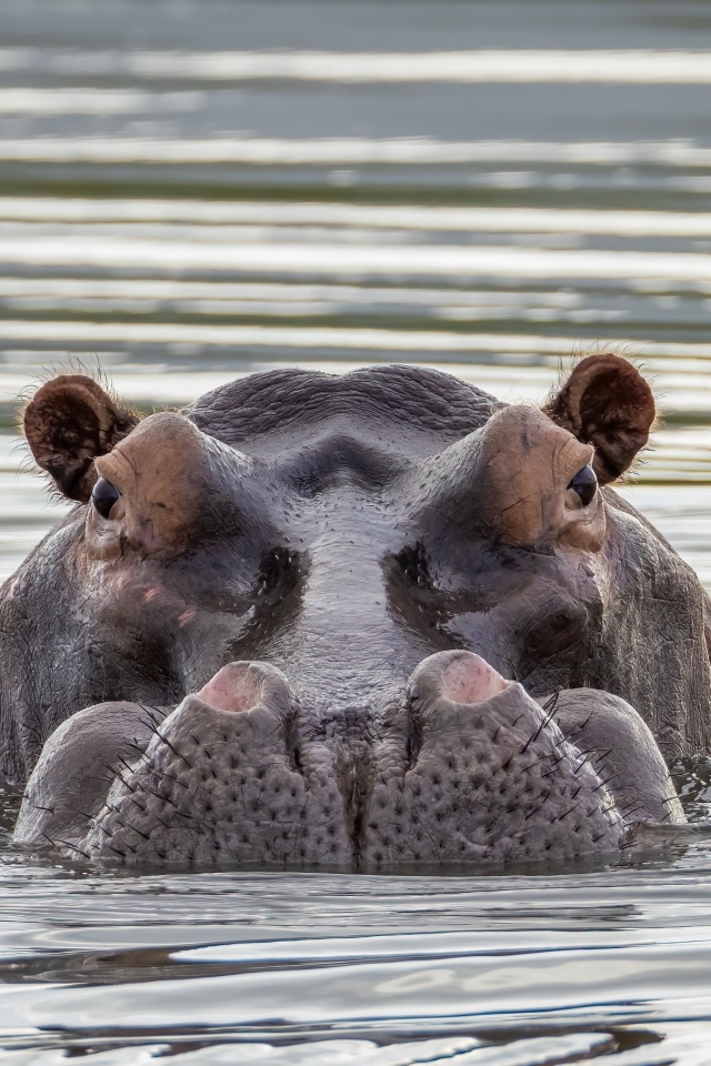 Большой бегемот прячется в воде
