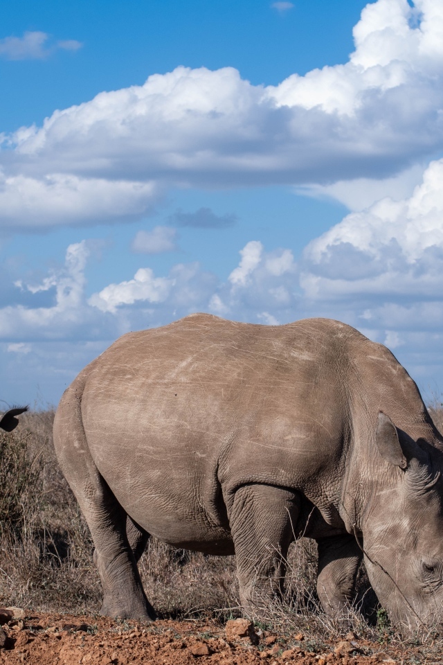 Два больших носорога на фоне неба