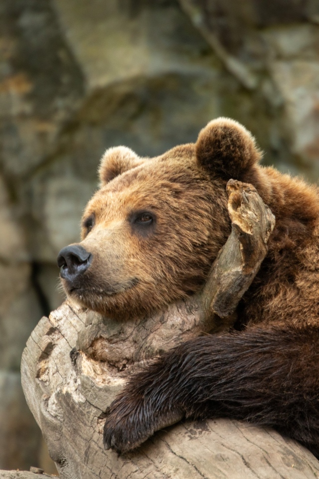 Большой бурый медведь лежит на коряге в зоопарке