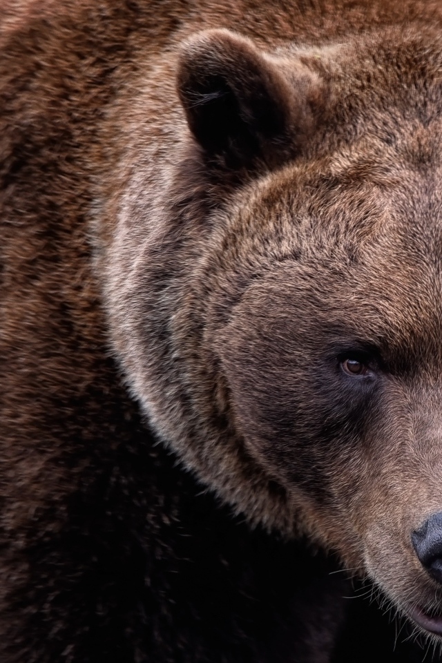 Большой бурый медведь крупным планом