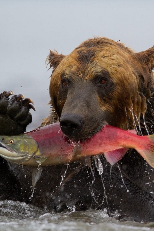 Большой бурый медведь ловит рыбу в реке