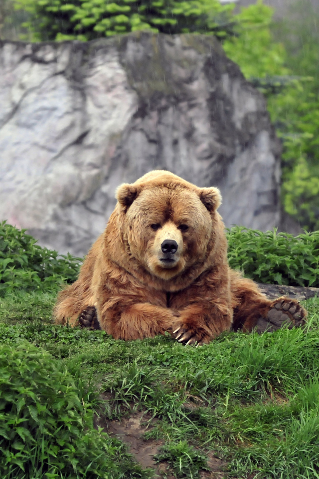 Большой бурый медведь на зеленой траве в зоопарке