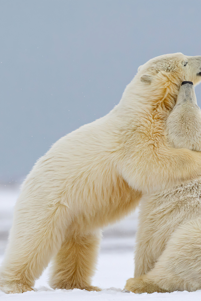 Полярные медведи на снегу
